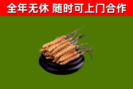 阜城回收冬虫夏草