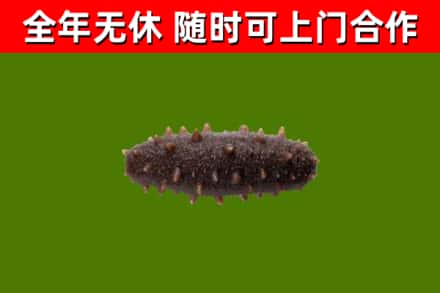 阜城回收海参干